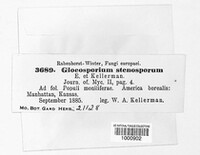 Gloeosporium stenosporum image